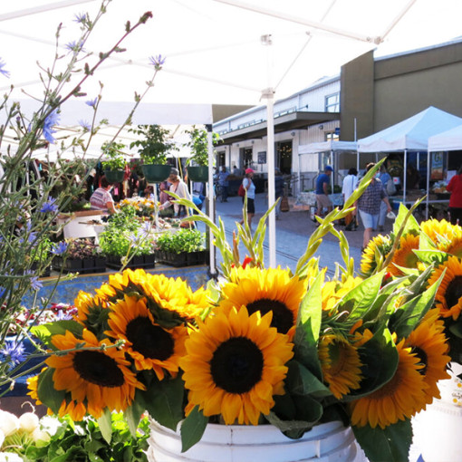 Celebrate Summer in Santa Fe County