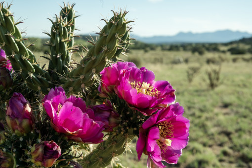 Celebrate Endless Summer in Santa Fe County